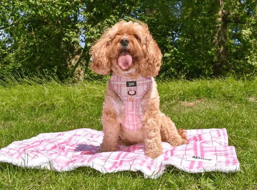 Oxford "Blush" Dog Blanket – by Flossie & Floof - Memoriex