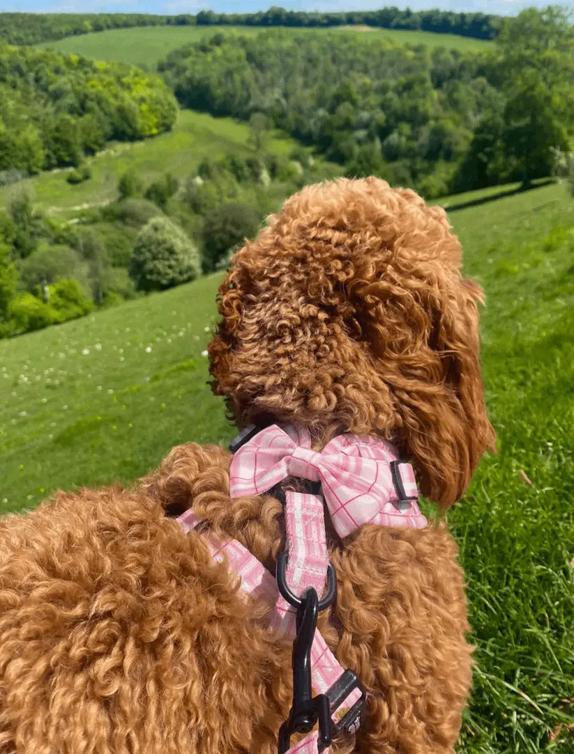 Oxford "Blush" Dog Bow Tie – by Flossie & Floof - Memoriex