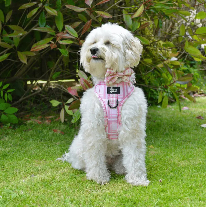 Oxford "Blush" Dog Bow Tie – by Flossie & Floof - Memoriex