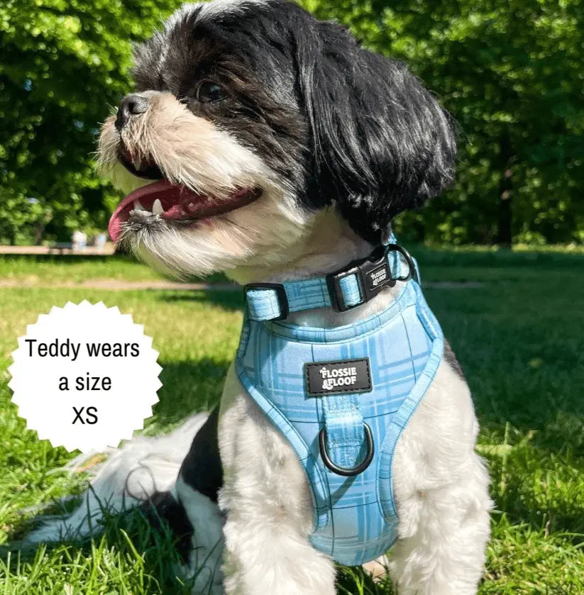 Oxford "Oasis" Adjustable Dog Collar – by Flossie & Floof - Memoriex