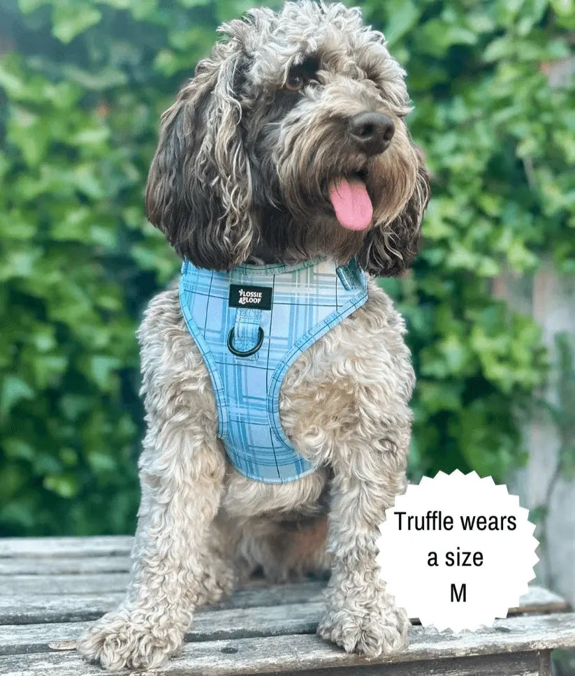 Oxford "Oasis" Adjustable Dog Harness – by Flossie & Floof - Memoriex