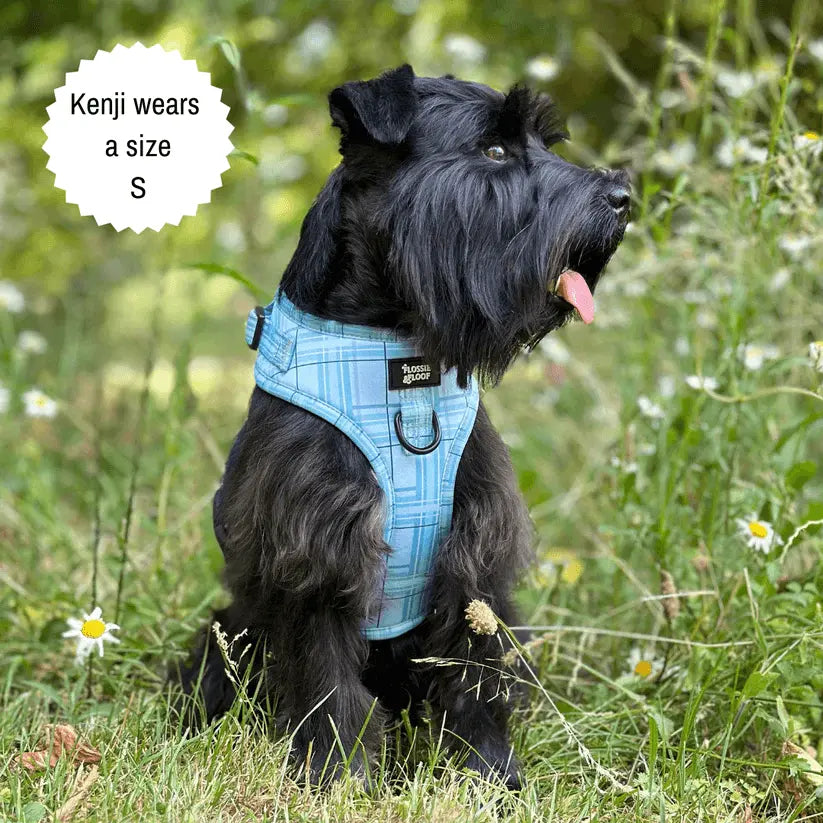 Oxford "Oasis" Adjustable Dog Harness – by Flossie & Floof - Memoriex