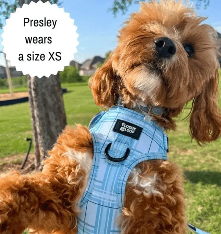 Oxford "Oasis" Adjustable Dog Harness – by Flossie & Floof - Memoriex