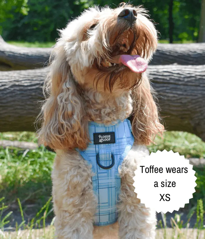 Oxford "Oasis" Adjustable Dog Harness – by Flossie & Floof - Memoriex