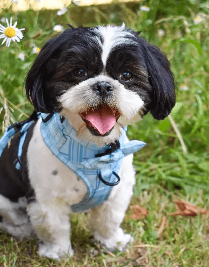 Oxford "Oasis" Dog Bow Tie – by Flossie & Floof - Memoriex