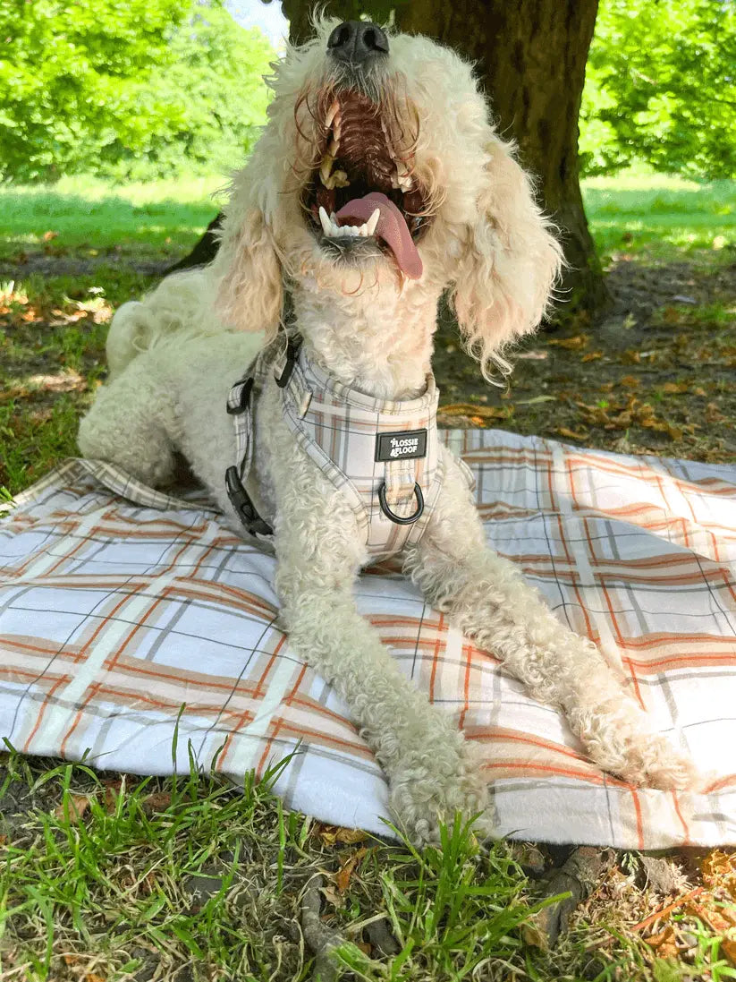 Oxford "Sand" Dog Blanket – by Flossie & Floof - Memoriex