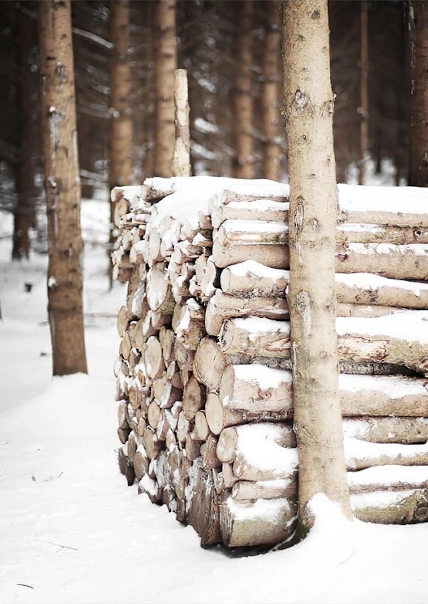 Poster Winter Tannenzapfen Baumstämme Frostblätter | Bilder Wohnzimmer | Wandbilder Schlafzimmer | Deko Print ohne Rahmen | Bilder Set-4