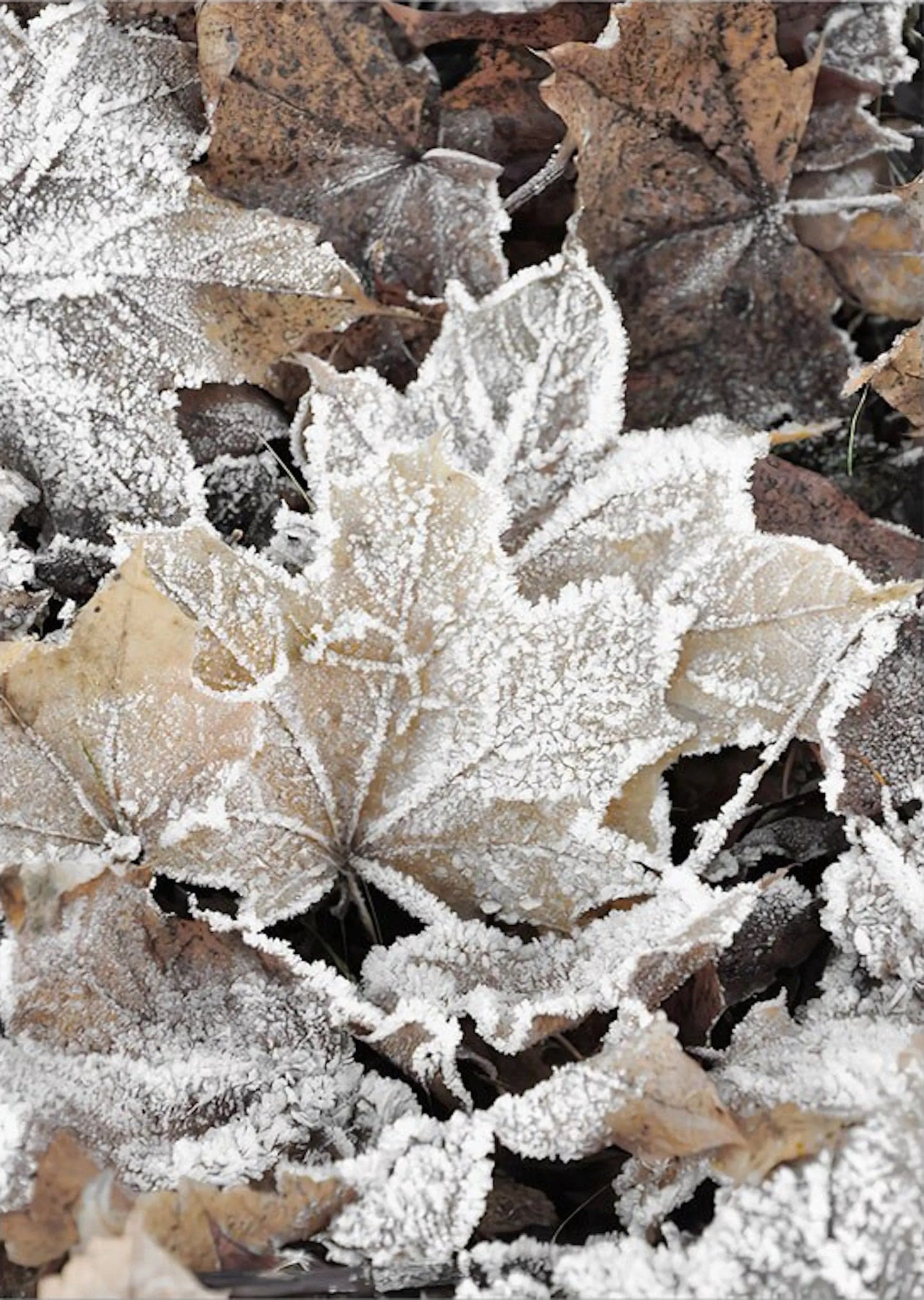 Poster Winter Tannenzapfen Baumstämme Frostblätter | Bilder Wohnzimmer | Wandbilder Schlafzimmer | Deko Print ohne Rahmen | Bilder Set-6