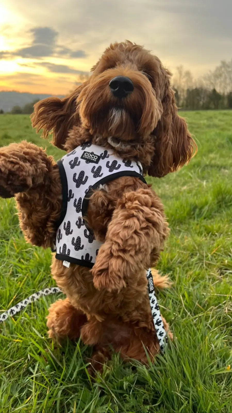 Prickly Paws Adjustable Dog Harness – by Coco Couture - Memoriex