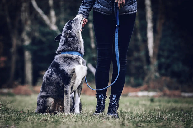 “Rayleigh” Fabric & Leather Dog Lead – by Ralph & Co - Memoriex 