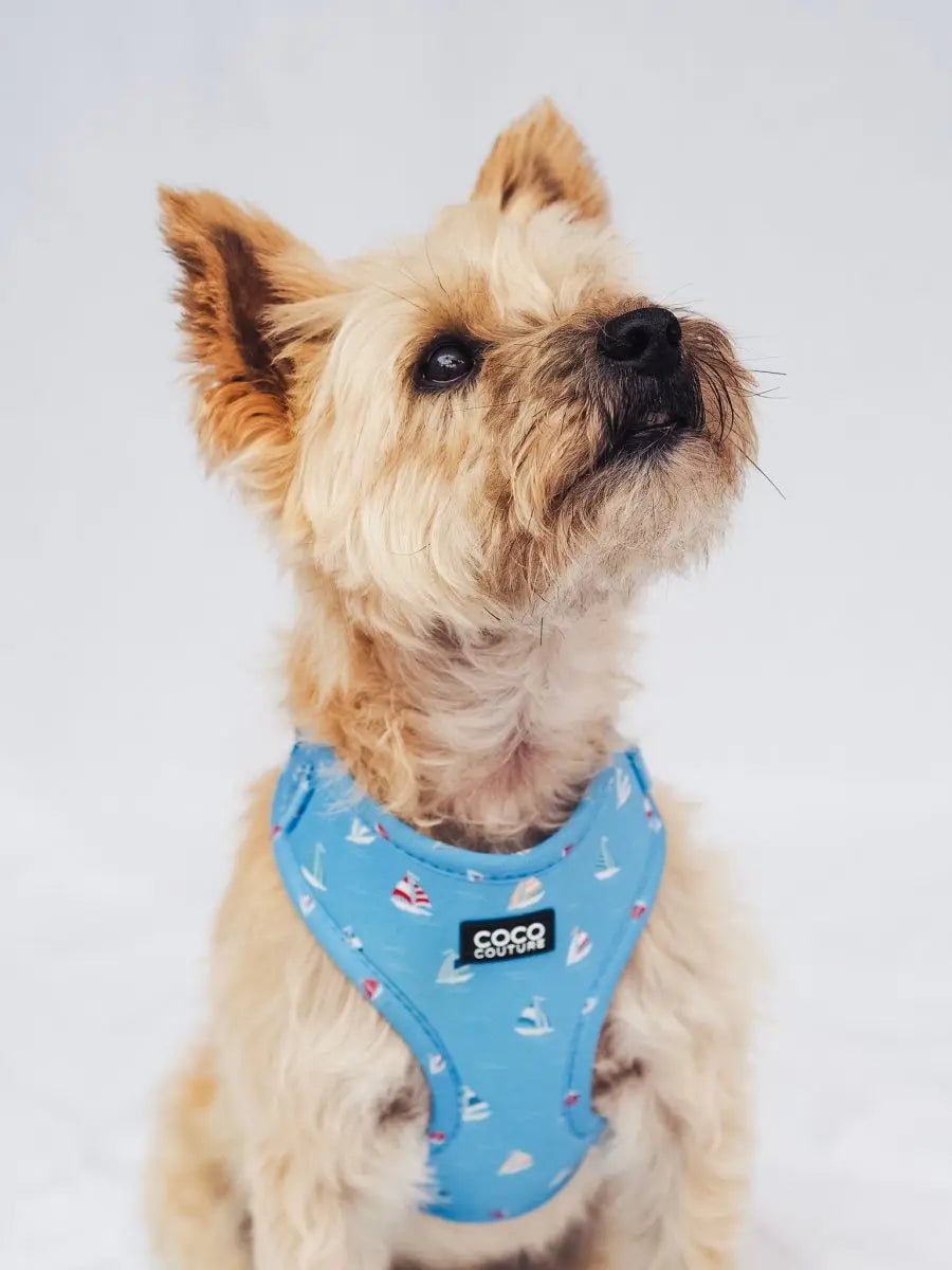 Seas The Day Adjustable Dog Harness – by Coco Couture - Memoriex