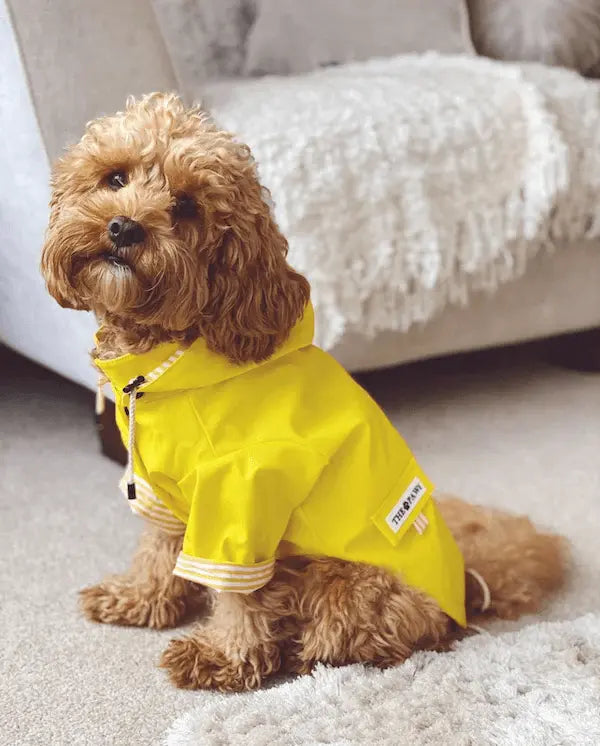 Sloane Waterproof Dog Rain Jacket (Lemon) – by The Paw Co. - Memoriex