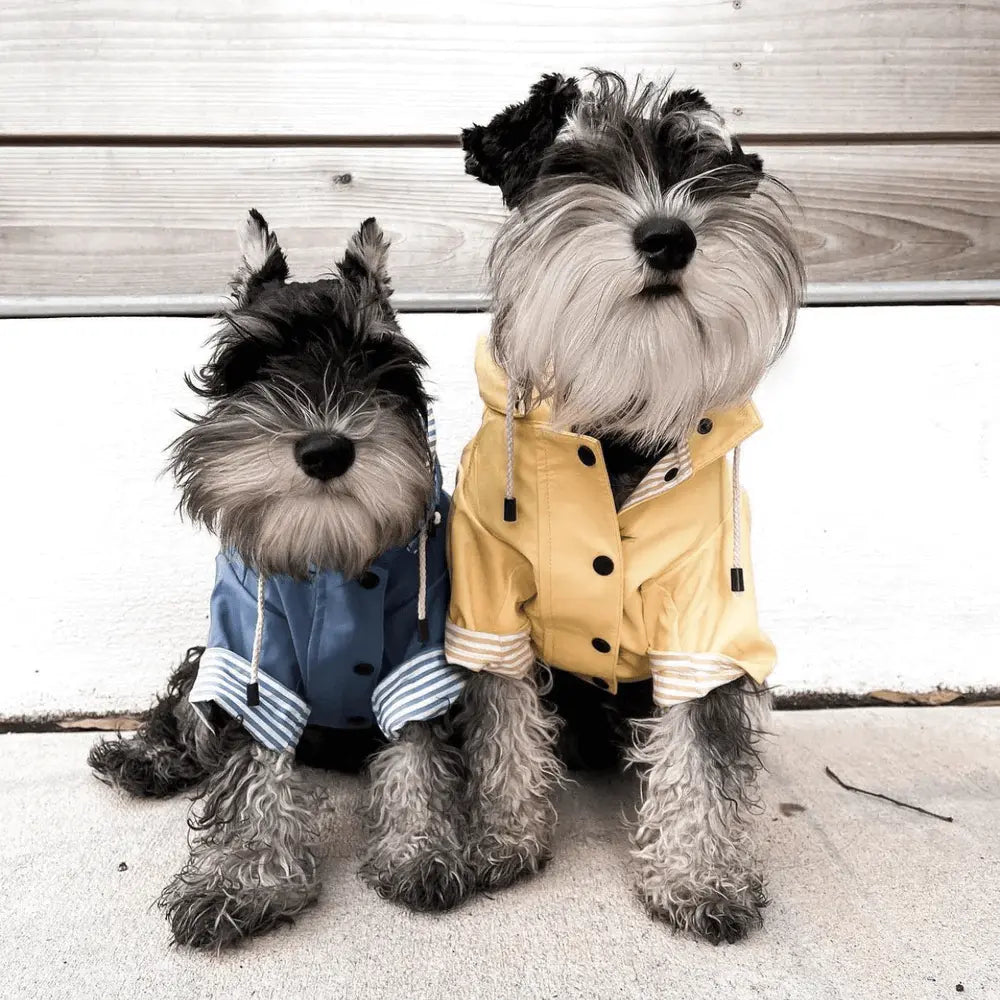 Sloane Waterproof Dog Rain Jacket (Lemon) – by The Paw Co. - Memoriex