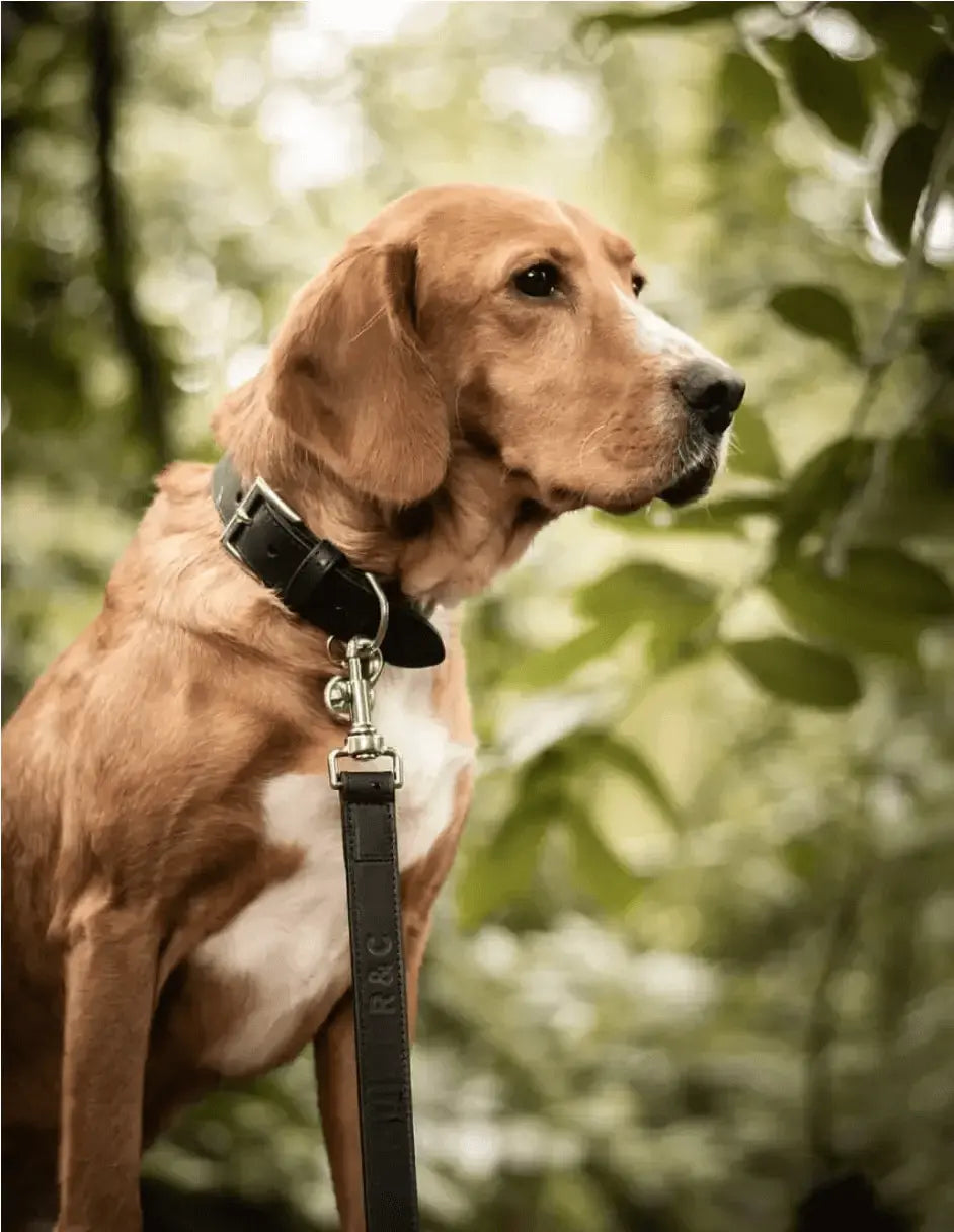 “Sorrento” Italian Leather Dog Collar – by Ralph & Co - Memoriex