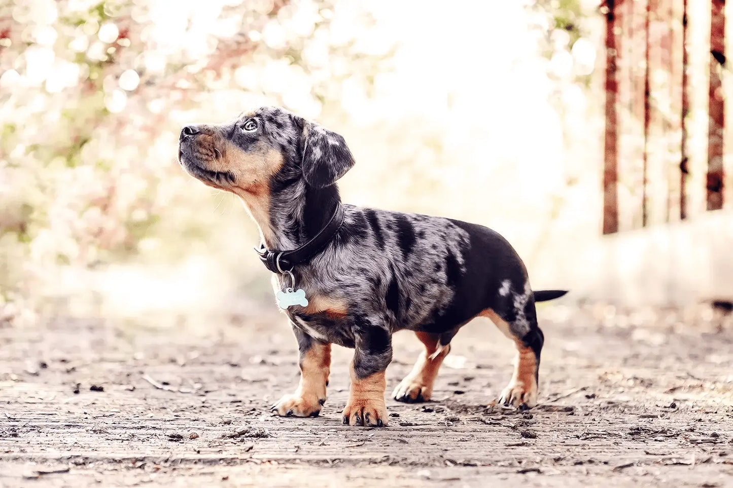 “Sorrento” Italian Leather Dog Collar – by Ralph & Co - Memoriex