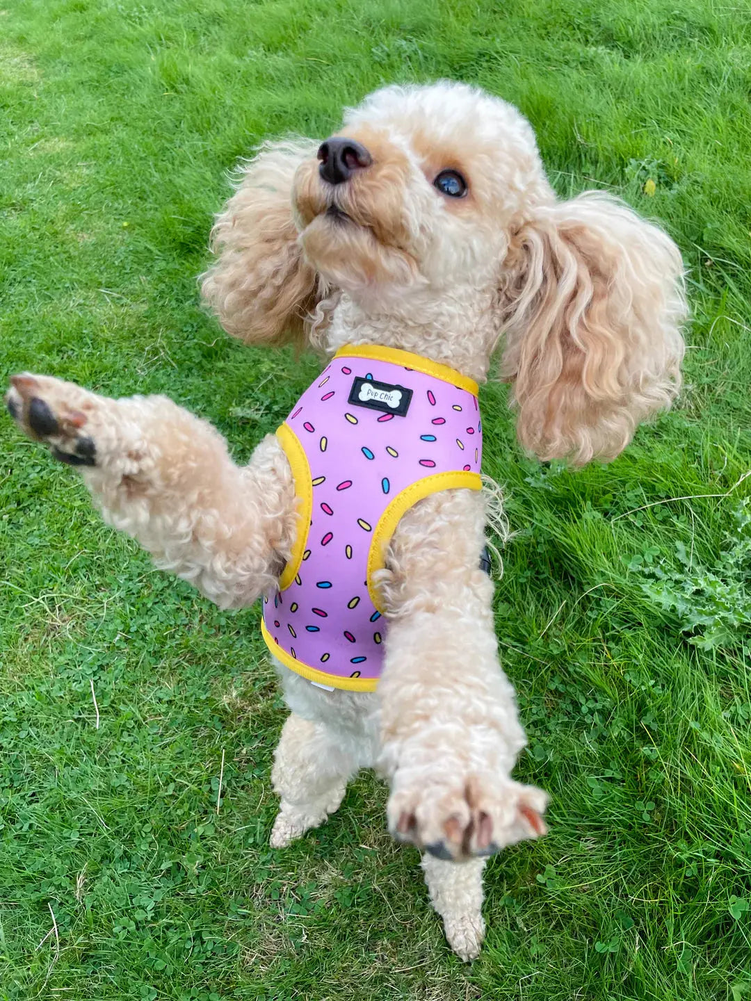 Sprinkles For Days Reversible Harness by Pup Chic Boutique - Memoriex