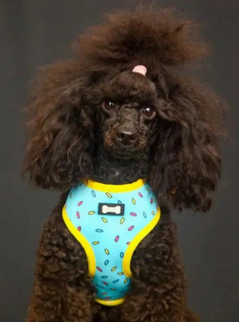 Sprinkles For Days Reversible Harness by Pup Chic Boutique - Memoriex