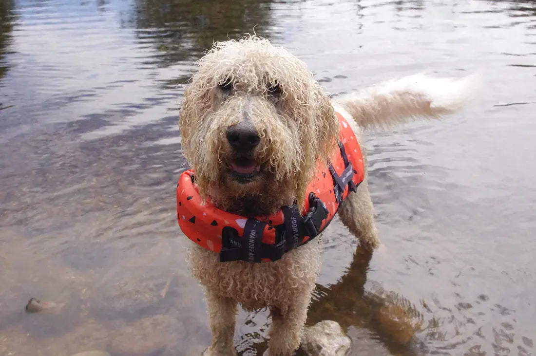 Tangerine Terrazzo Dog Float by Wander and Woof - Memoriex