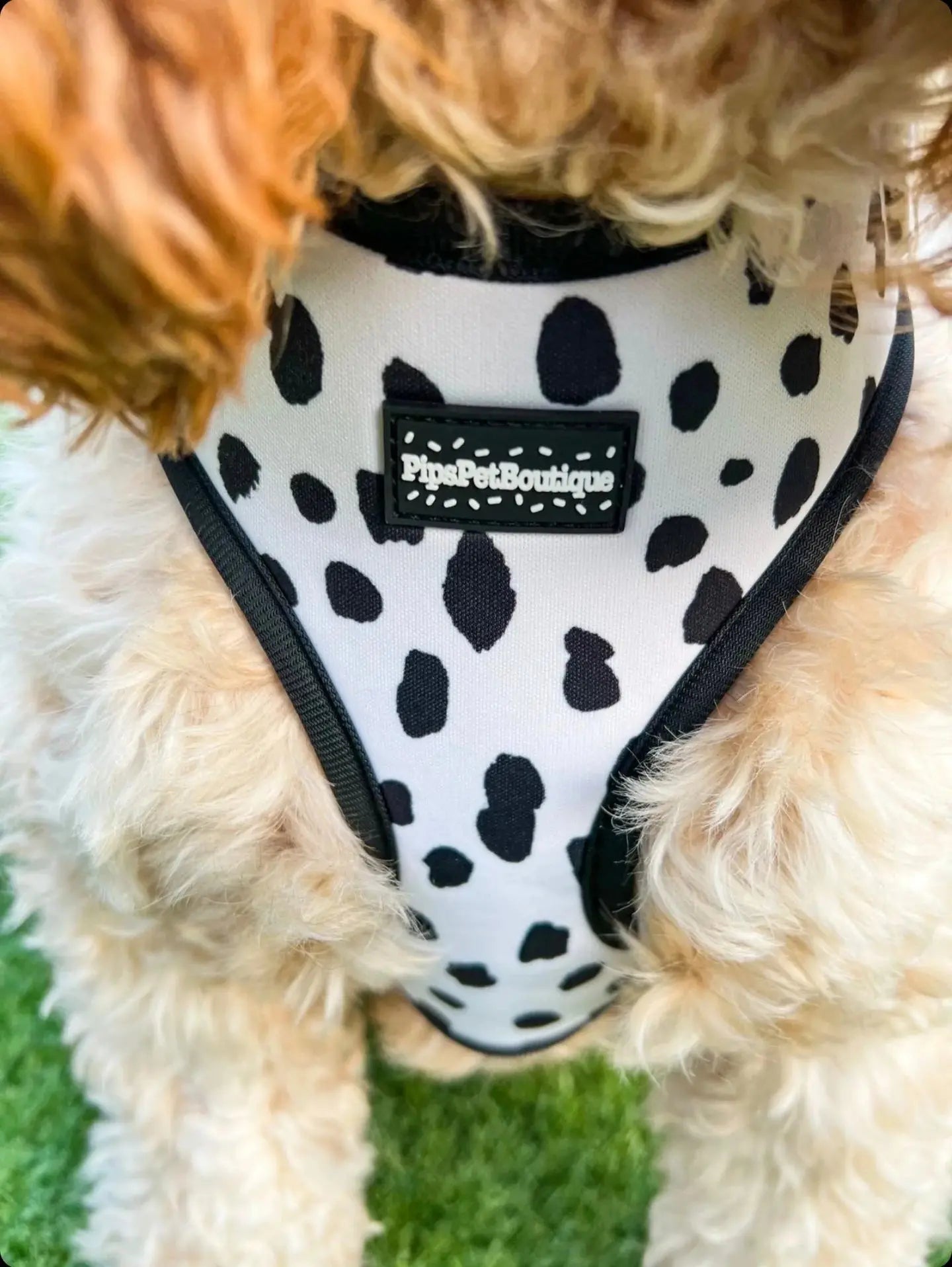 “The Dalmation One” Dog Harness (4-Piece Set) by PipsPetBoutique - Memoriex