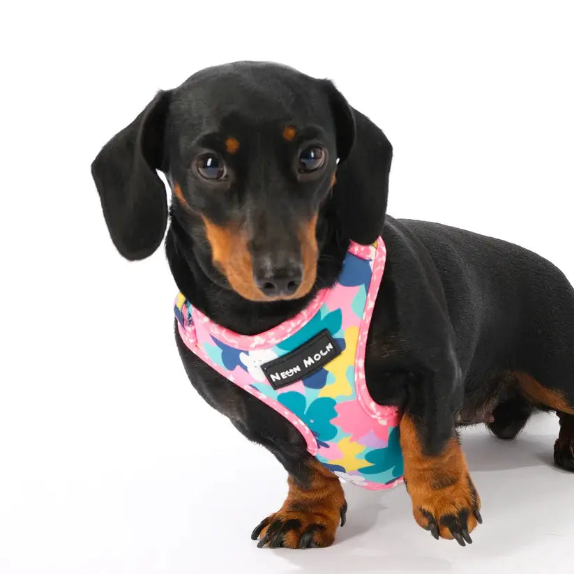 The Luna Mesh Dog Harness - by Neon Moon Pet Boutique - Memoriex