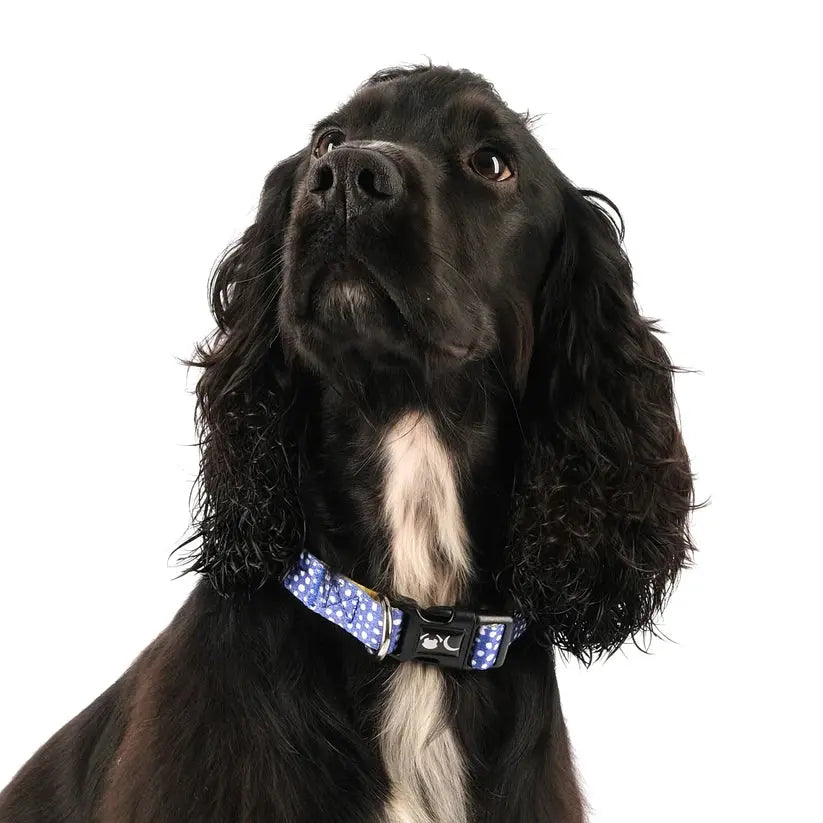 The Minnie Dog Collar - by Neon Moon Pet Boutique - Memoriex