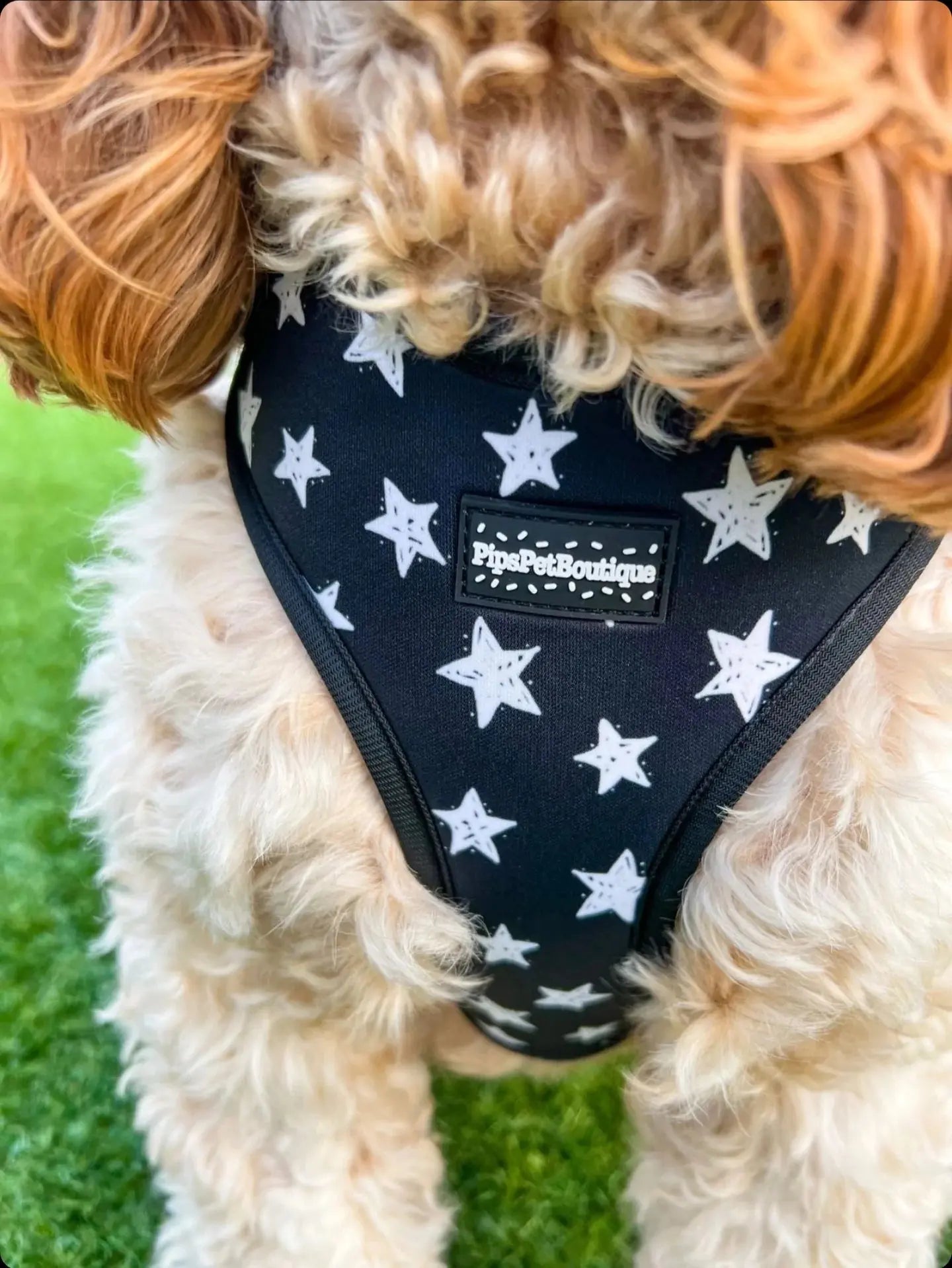 “The Starry One” Dog Harness (4-Piece Set) by PipsPetBoutique - Memoriex