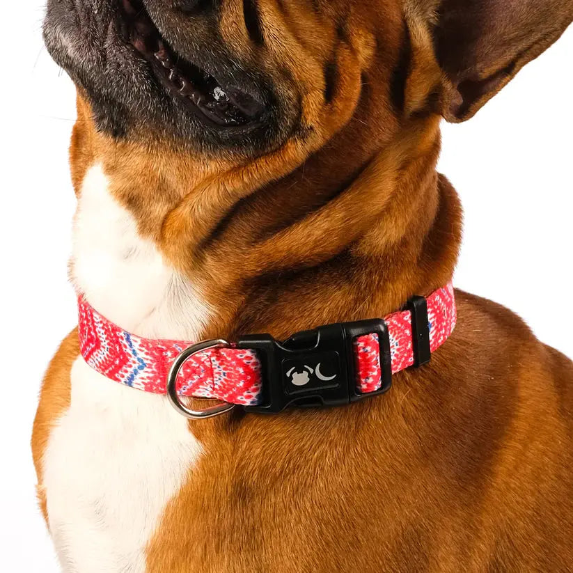 The Tod Dog Collar - by Neon Moon Pet Boutique - Memoriex