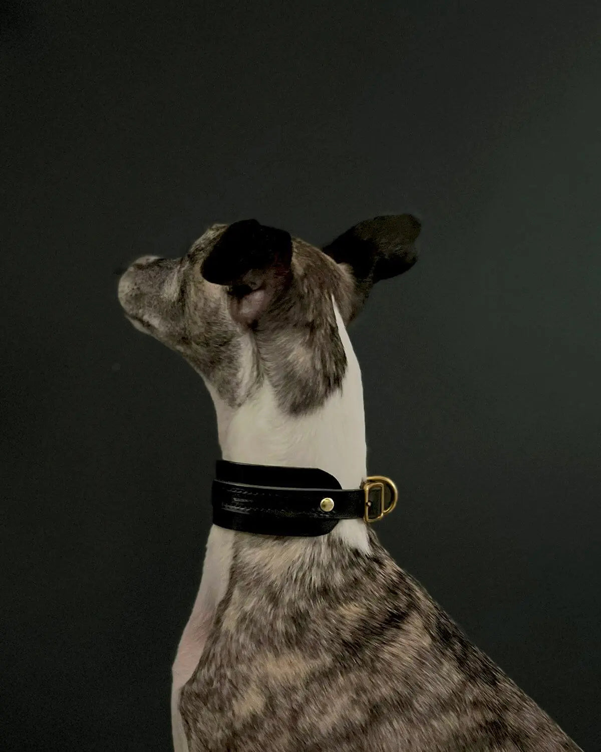 The “Artisan 002” Leather Sighthound Dog Collar – by Seldom Found - Memoriex