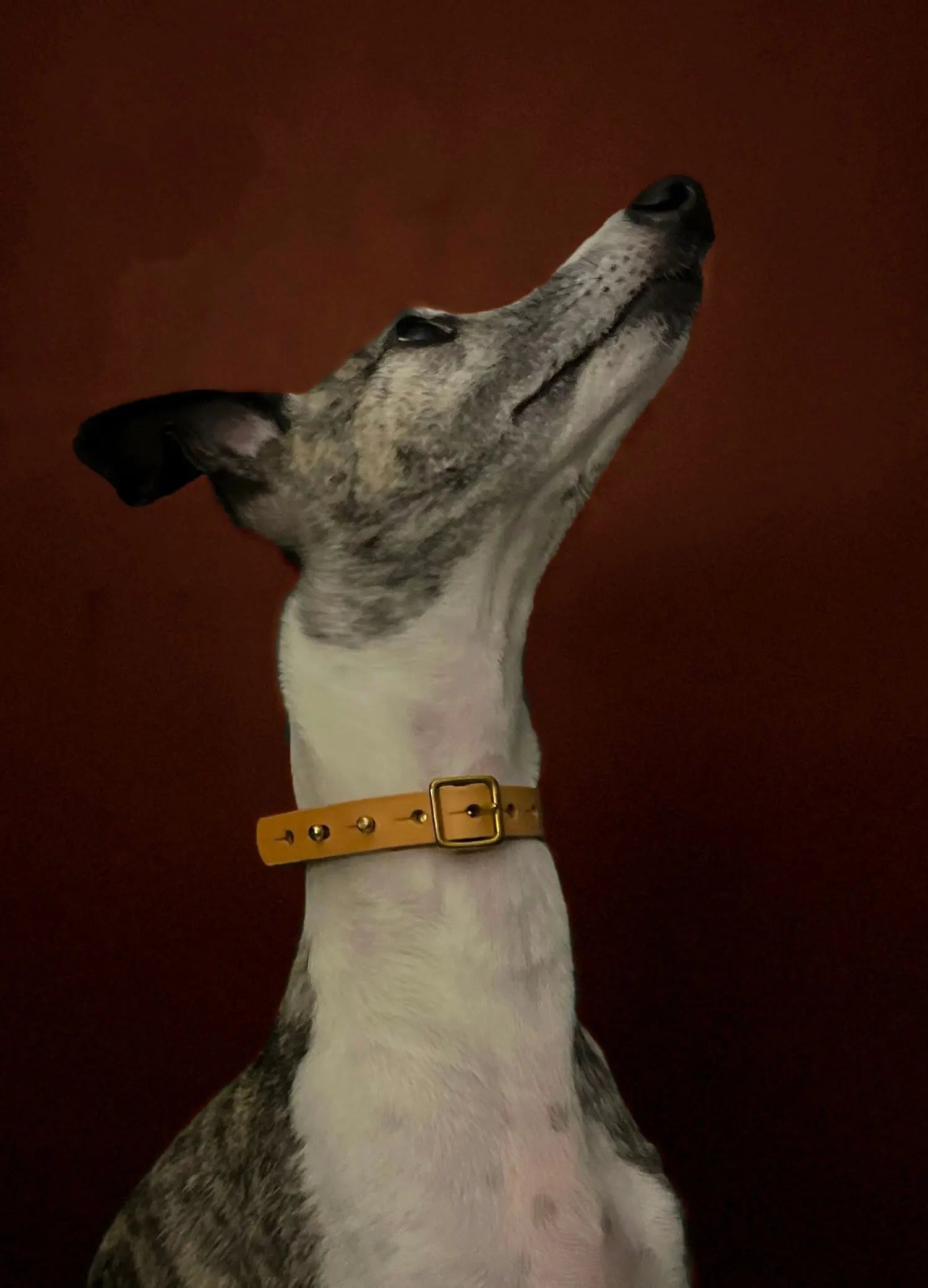 The “Brigadier” Small-Breed Dog Collar – by Seldom Found - Memoriex