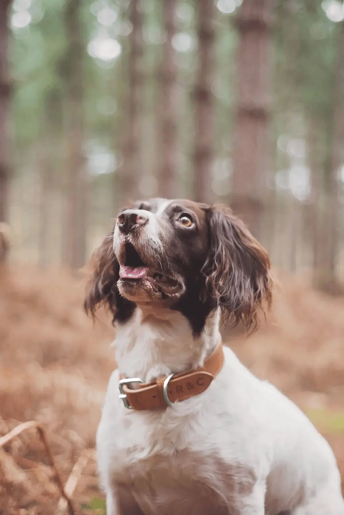 “Trieste” Italian Leather Dog Collar – by Ralph & Co - Memoriex