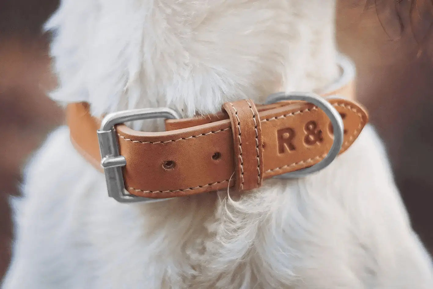 “Trieste” Italian Leather Dog Collar – by Ralph & Co - Memoriex