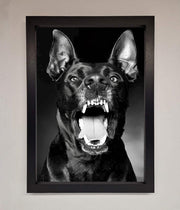Angry Doberman Dog Framed Wall Art-1
