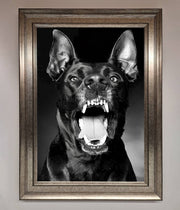 Angry Doberman Dog Framed Wall Art-5
