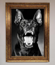 Angry Doberman Dog Framed Wall Art-6