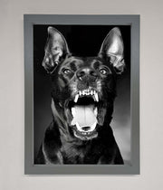 Angry Doberman Dog Framed Wall Art-4