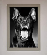 Angry Doberman Dog Framed Wall Art-3