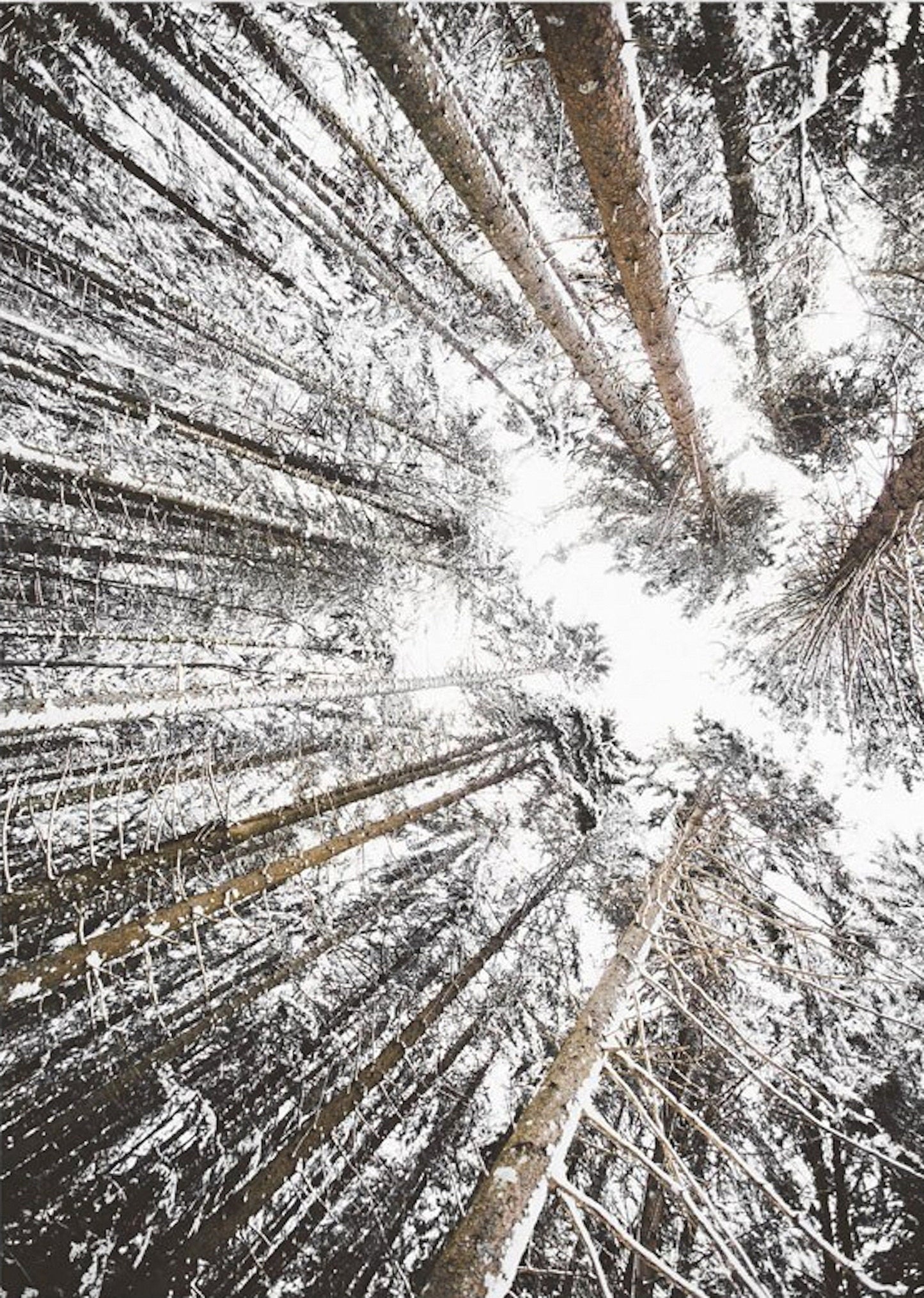 Poster Winter Tannenzapfen Baumstämme Frostblätter | Bilder Wohnzimmer | Wandbilder Schlafzimmer | Deko Print ohne Rahmen | Bilder Set-5