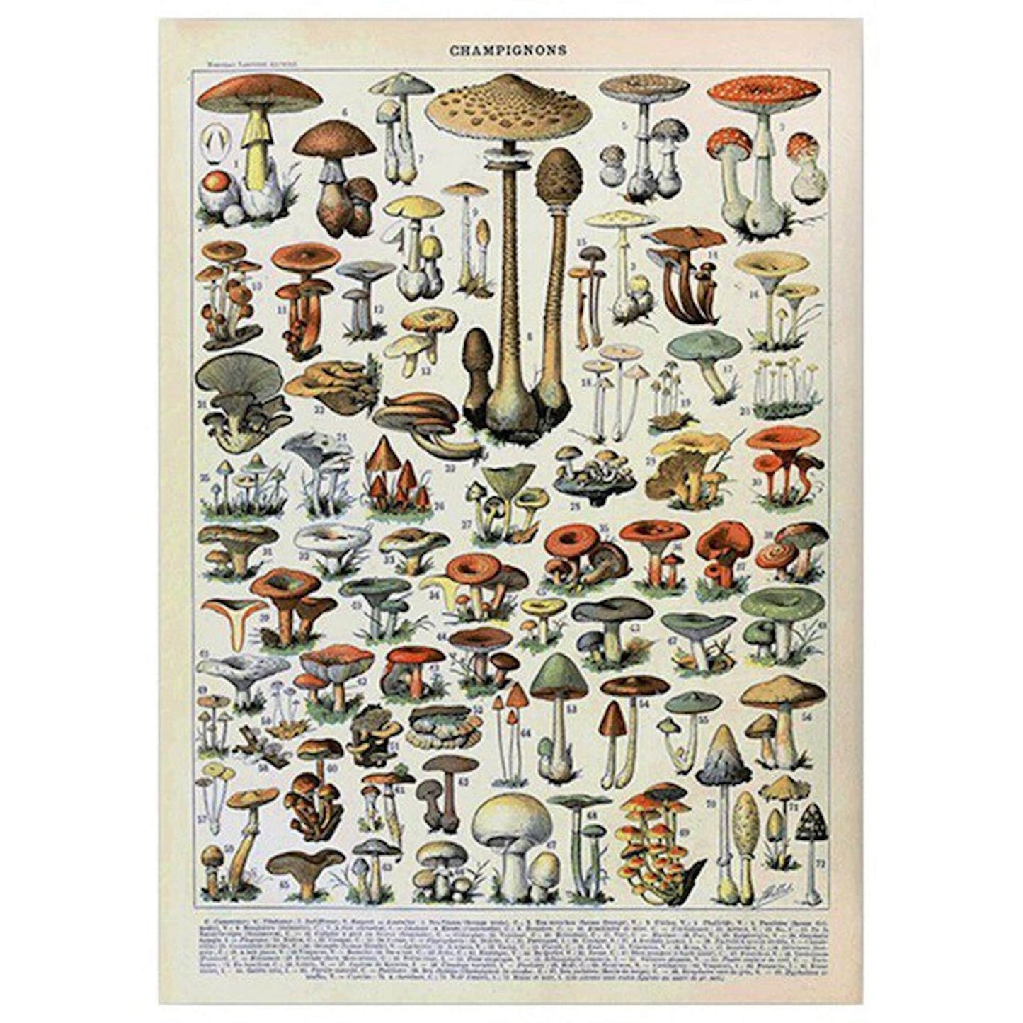 Poster Insekten Schmetterlinge Champignons und Blumen als Deko Print ohne Rahmen-4