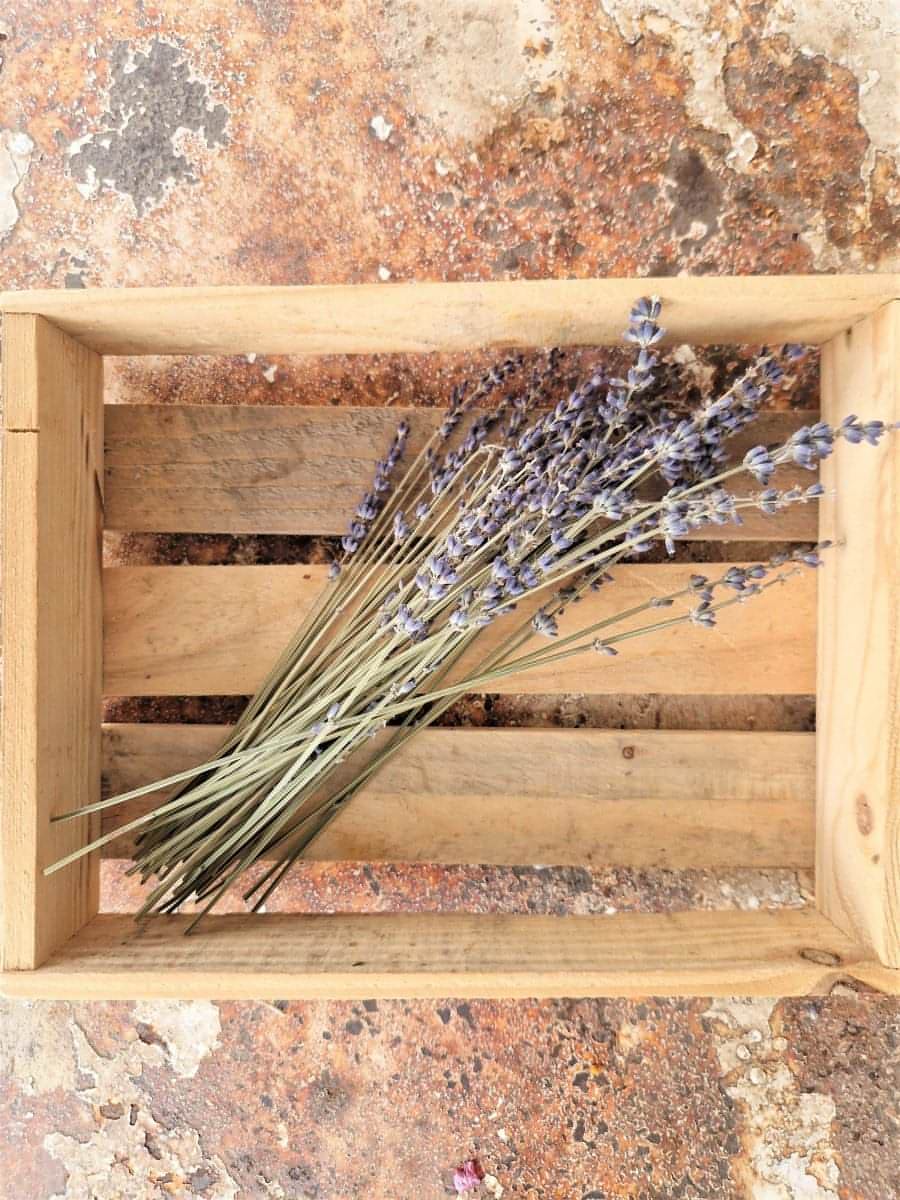 Natural Dried Small French Lavender Bunch-2