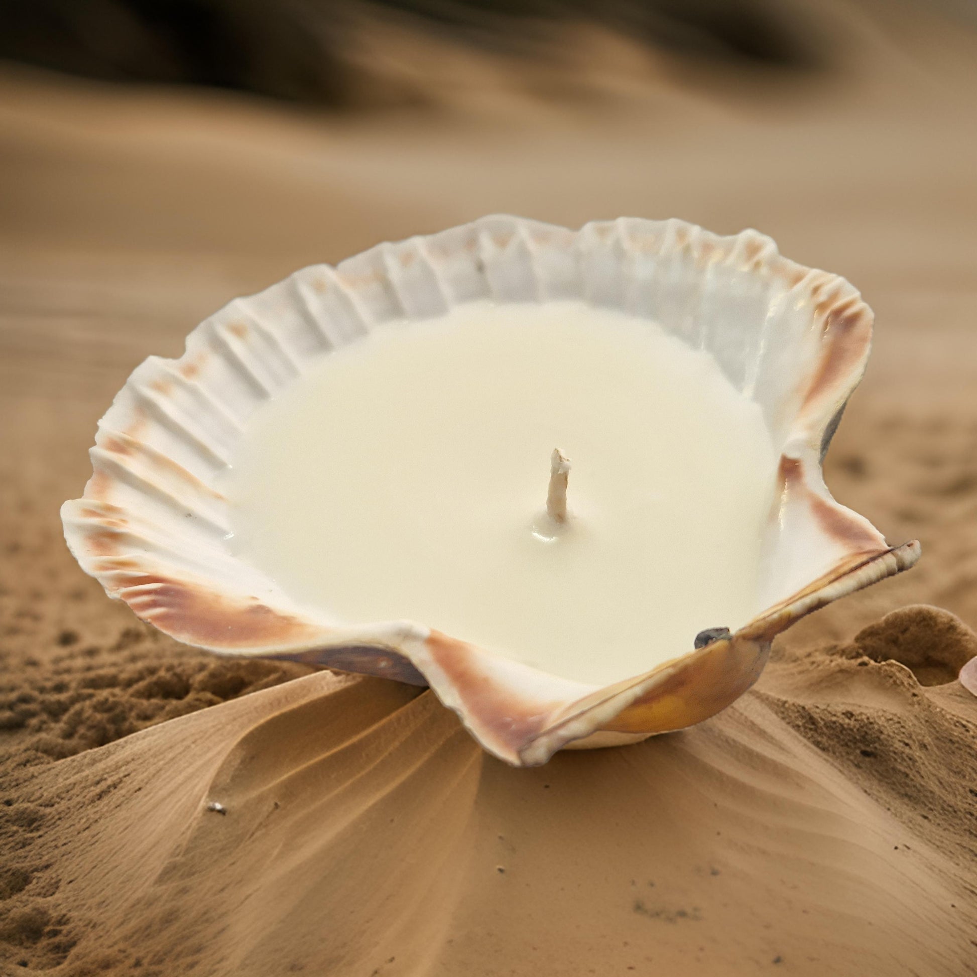 Scallop Shell Candles | Amber & Rock Salt-2