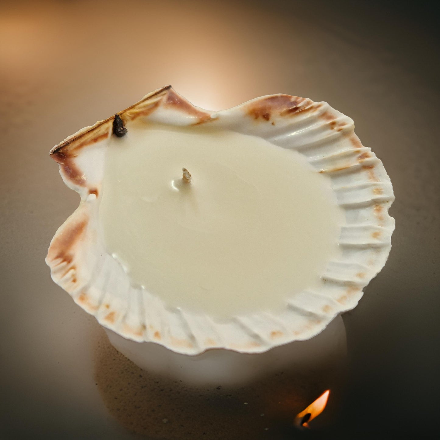 Scallop Shell Candles | Amber & Rock Salt-3